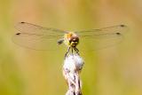 Stor Hedelibel_Sympetrum striolatum